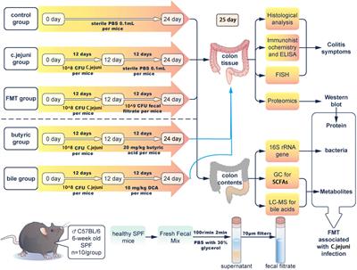 Akkermansia and its metabolites play key roles in the treatment of campylobacteriosis in mice